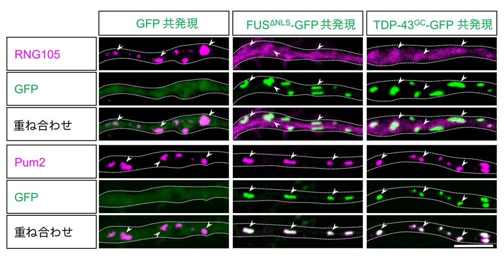 fig3.jpg