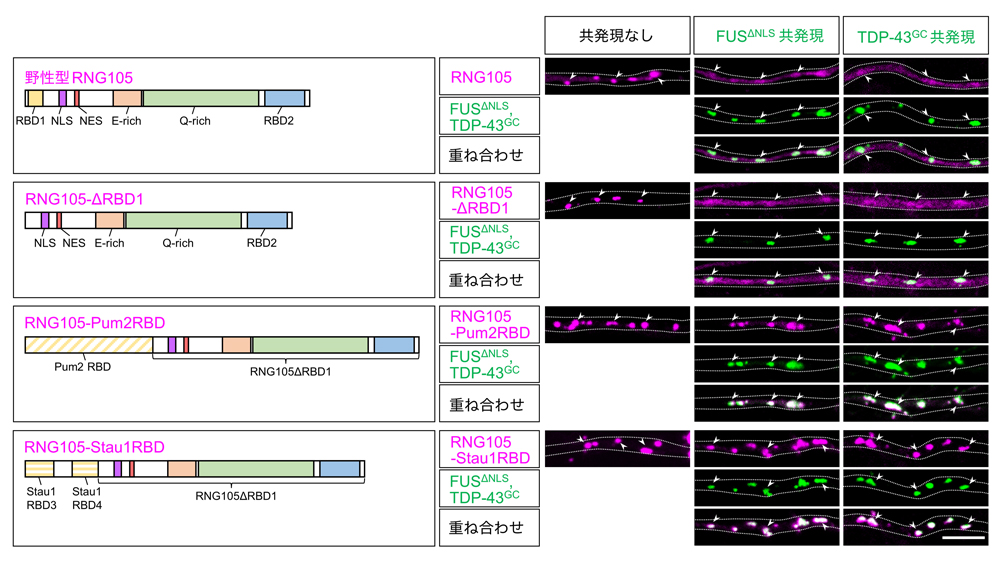 fig5.jpg