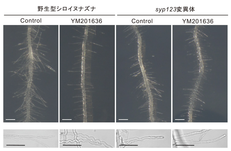 fig6.jpg