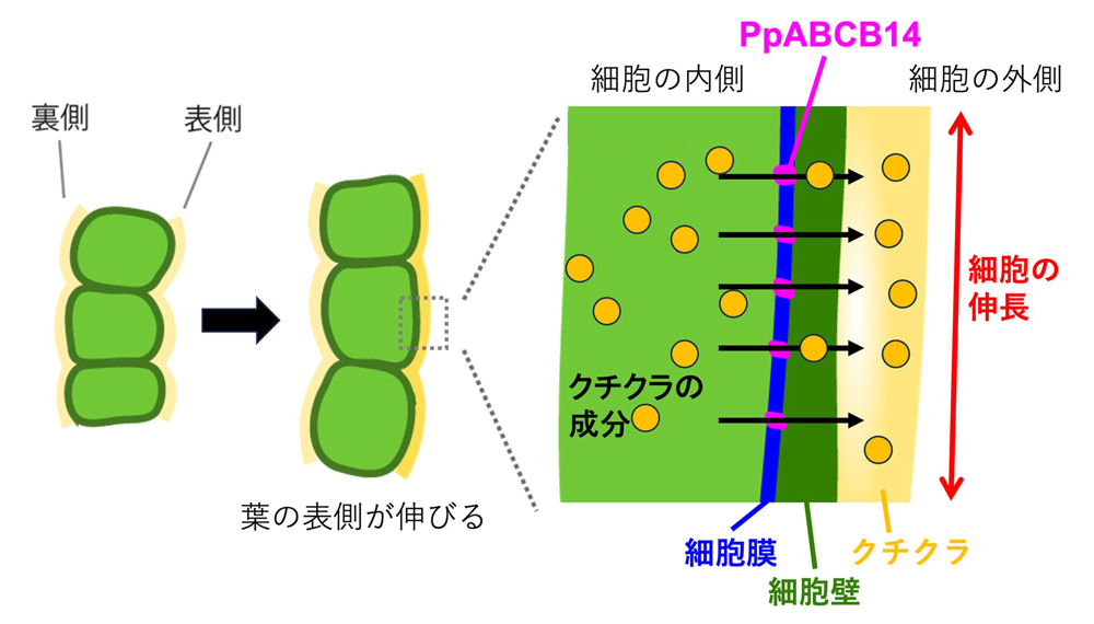 fig5.jpg