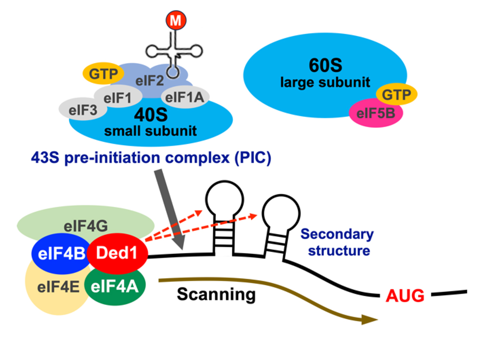 fig2.jpg