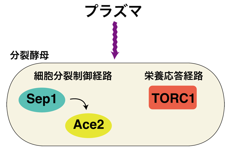 fig2.jpg