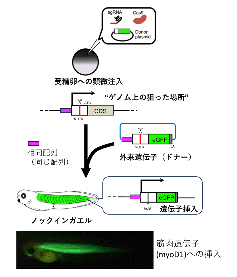 fig1.jpg