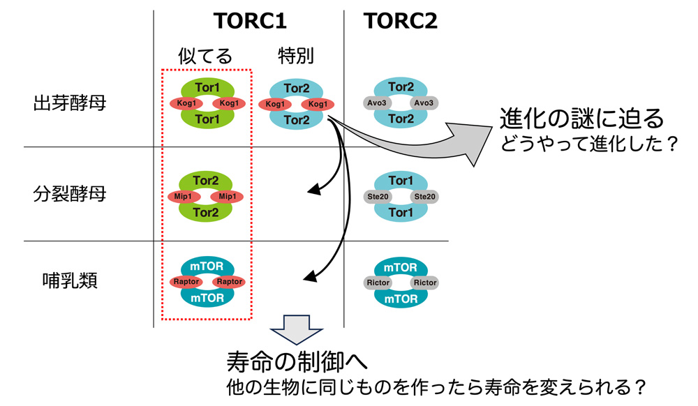 fig4.jpg