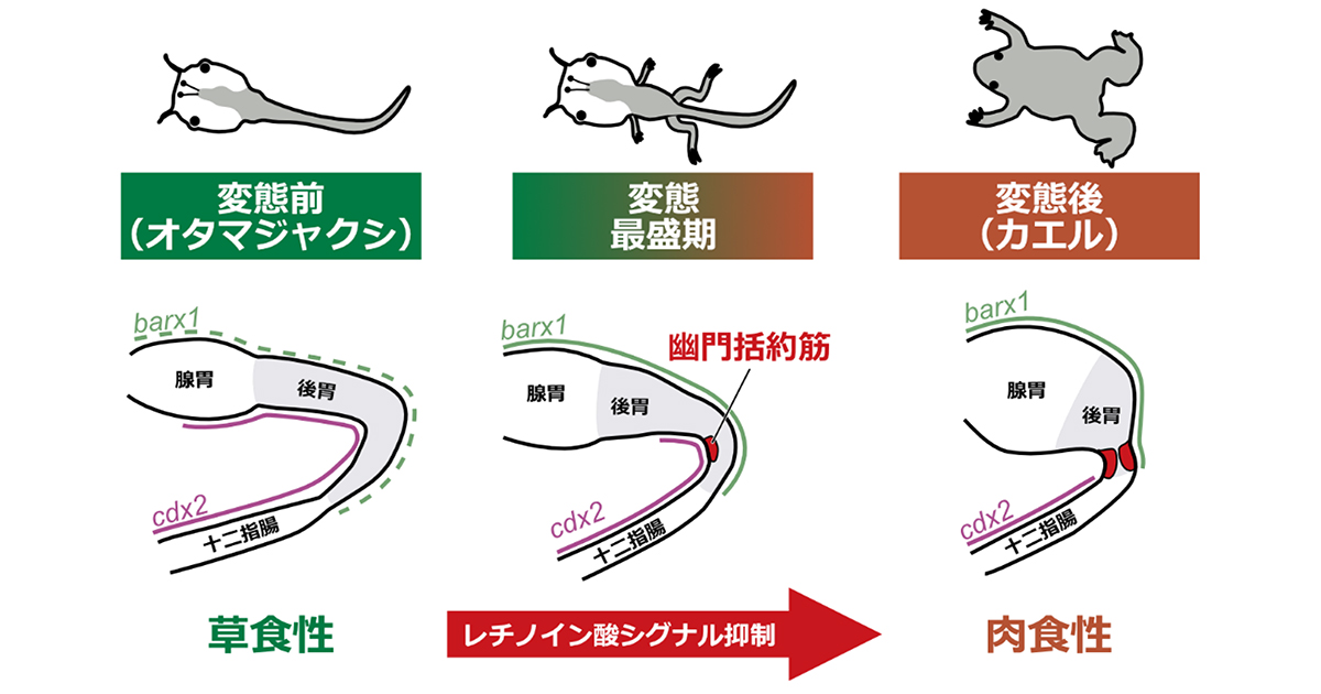 プレスリリース - オタマジャクシからカエルへの変態に伴う幽門括約筋