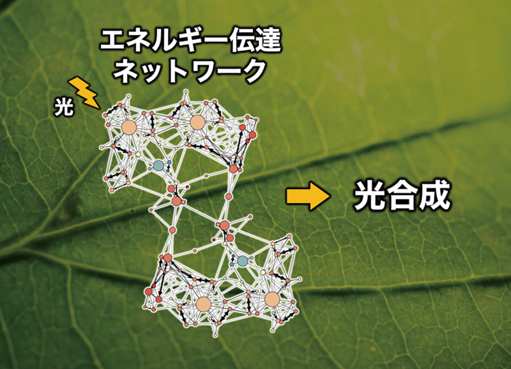 量子輸送ネットワーク解析により光合成を担うクロロフィルの組成の意義が明らかに～「効率よりも安全」植物が選んだ戦略とは～
