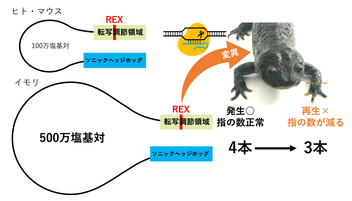 fig5.jpg