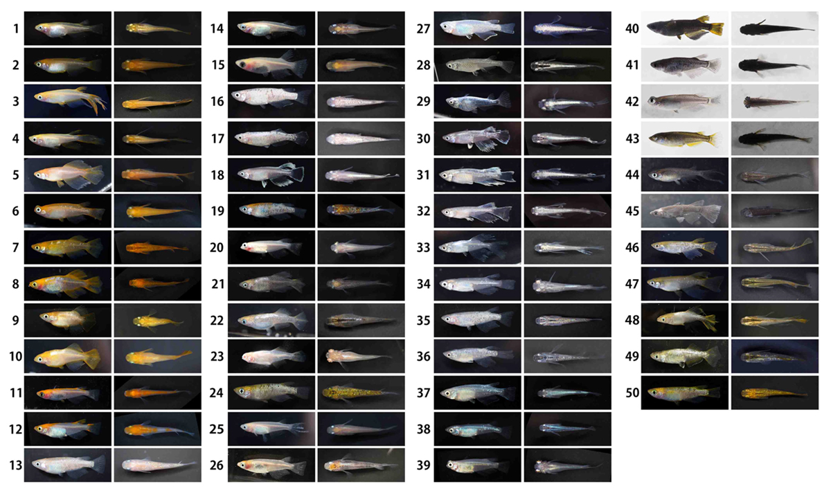 観賞用メダカがどこから来て多様な体の色や形を育んできたのか、 世界初の大規模ゲノムDNA解析によって明らかに～関西・瀬戸内由来であることやヒトの不随意運動症との関連を発見～