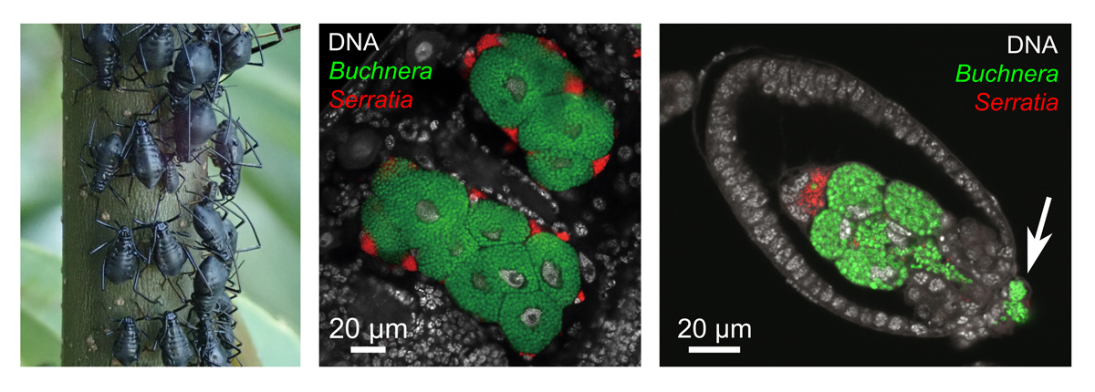 共生細菌の置き換わりによって加速するゲノムの縮小進化〜アブラムシ多重共生系におけるパートナーの交代劇と進化の連鎖を解明〜