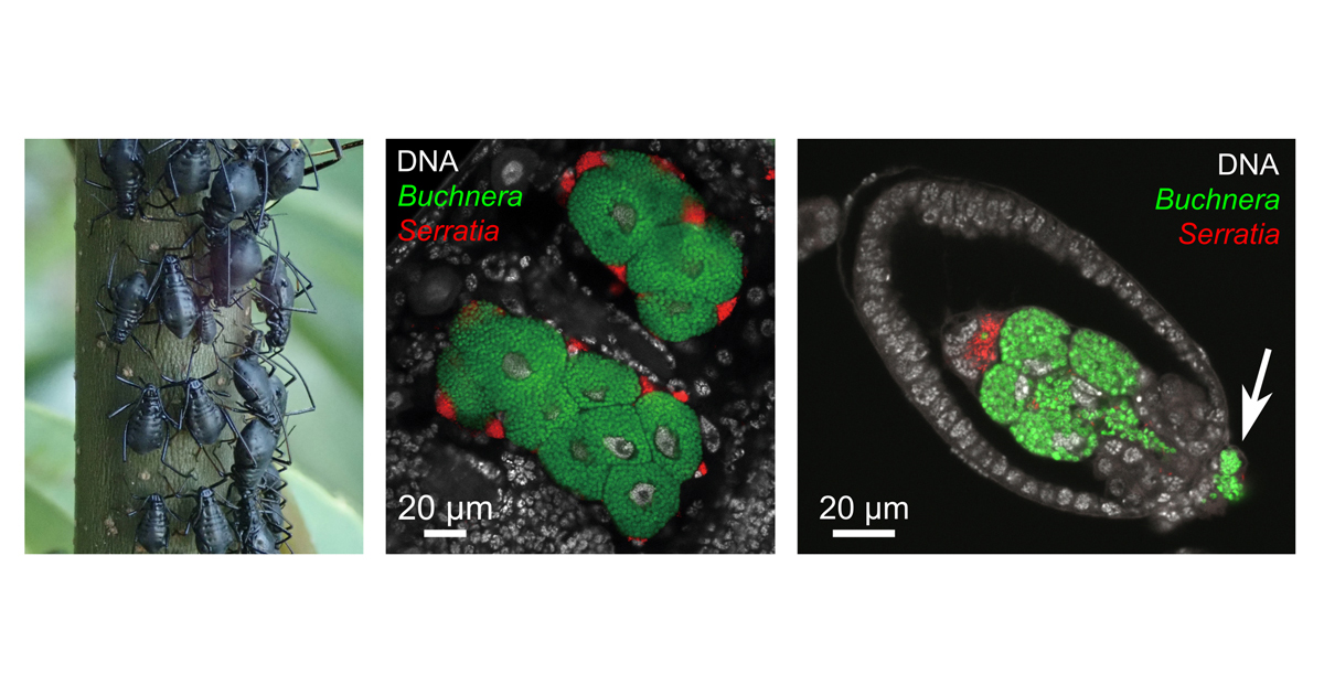 プレスリリース - 共生細菌の置き換わりによって加速するゲノムの縮小
