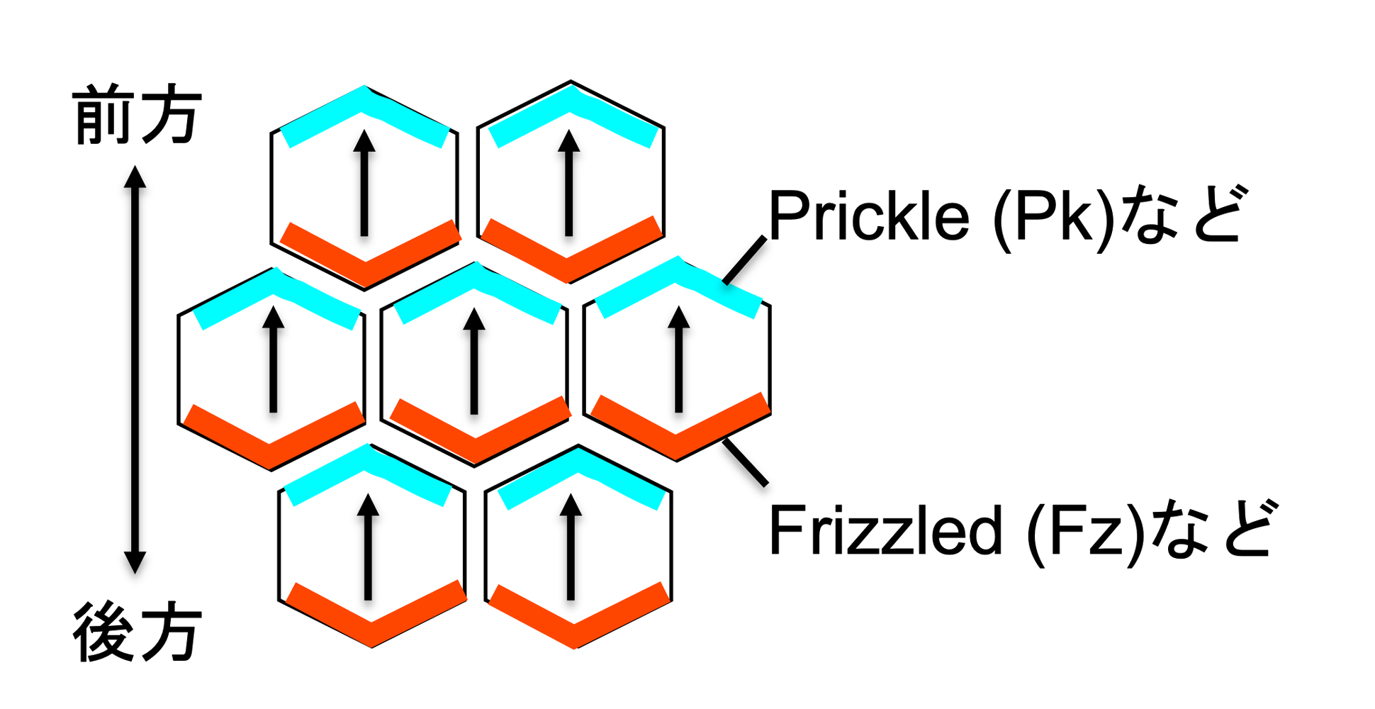 細胞の方向性はどのように揃えられるのか？ -従来の濃度勾配説を覆すメカニズムを発見-