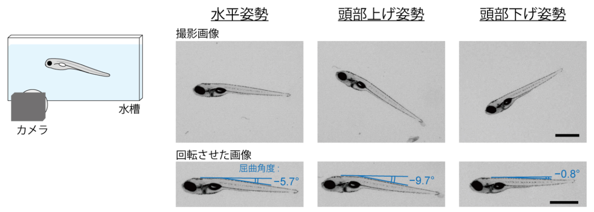 fig1.jpg