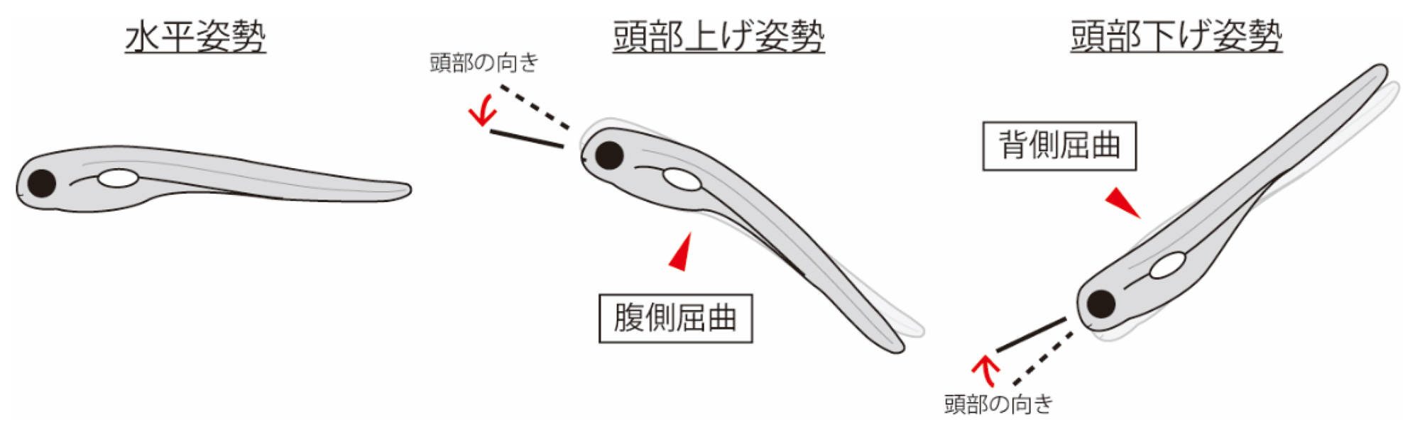 fig2.jpg