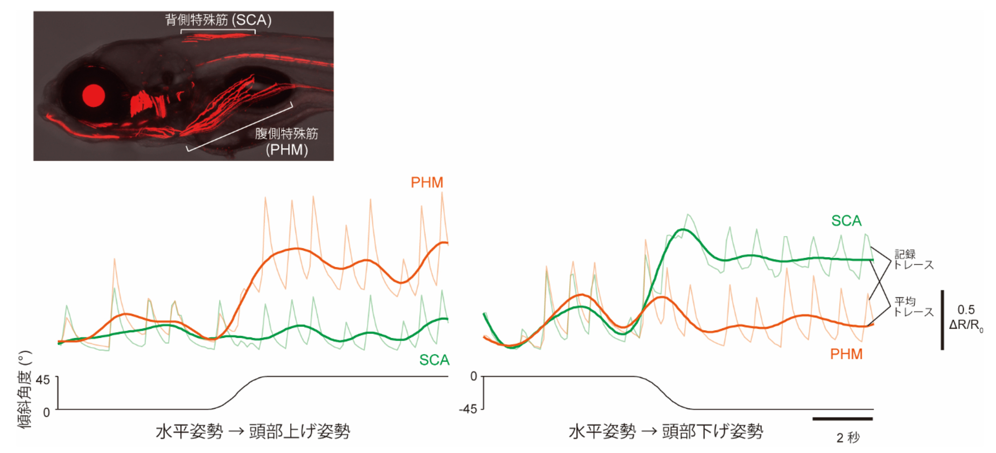 fig3.jpg