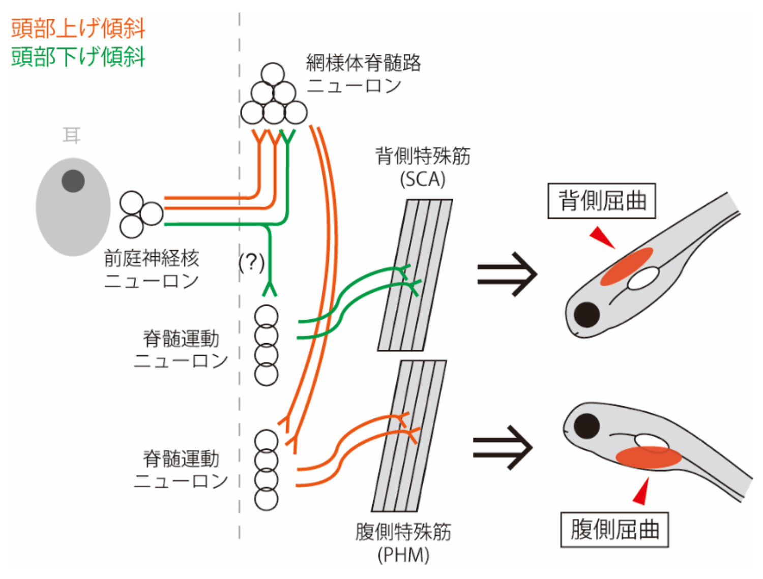fig4.jpg