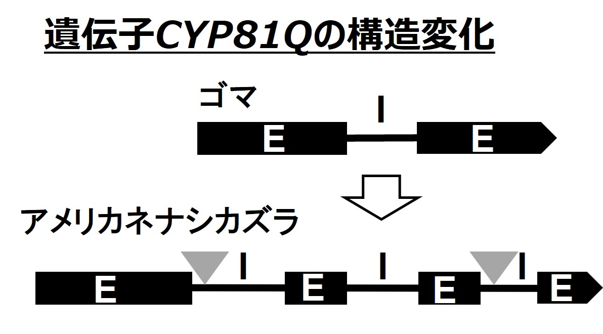 fig2.jpg