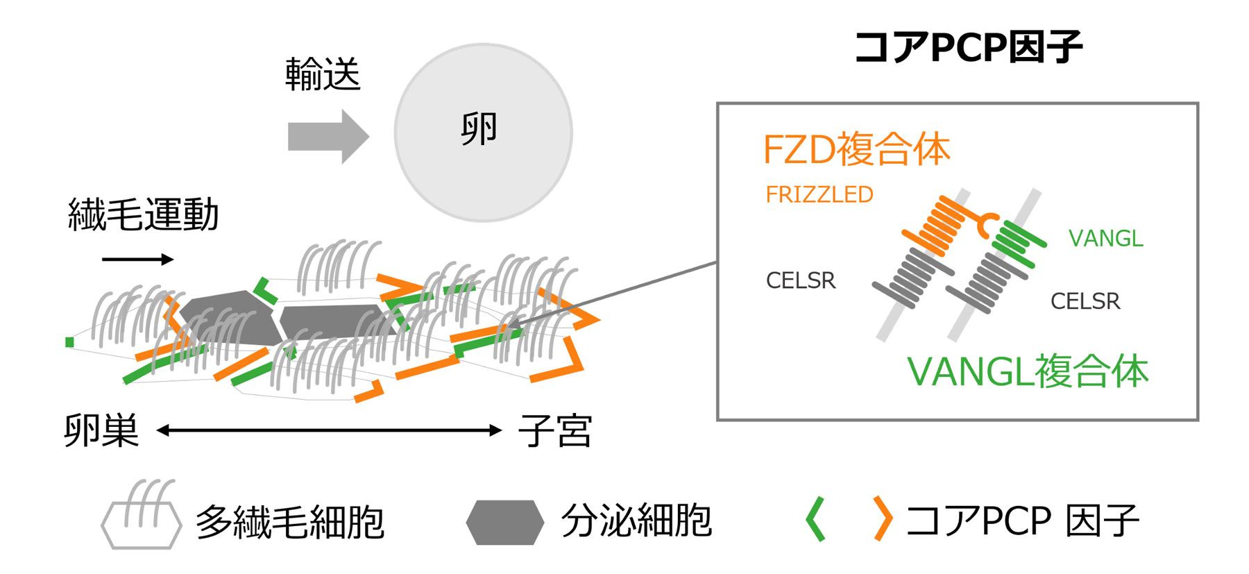 fig1.jpg