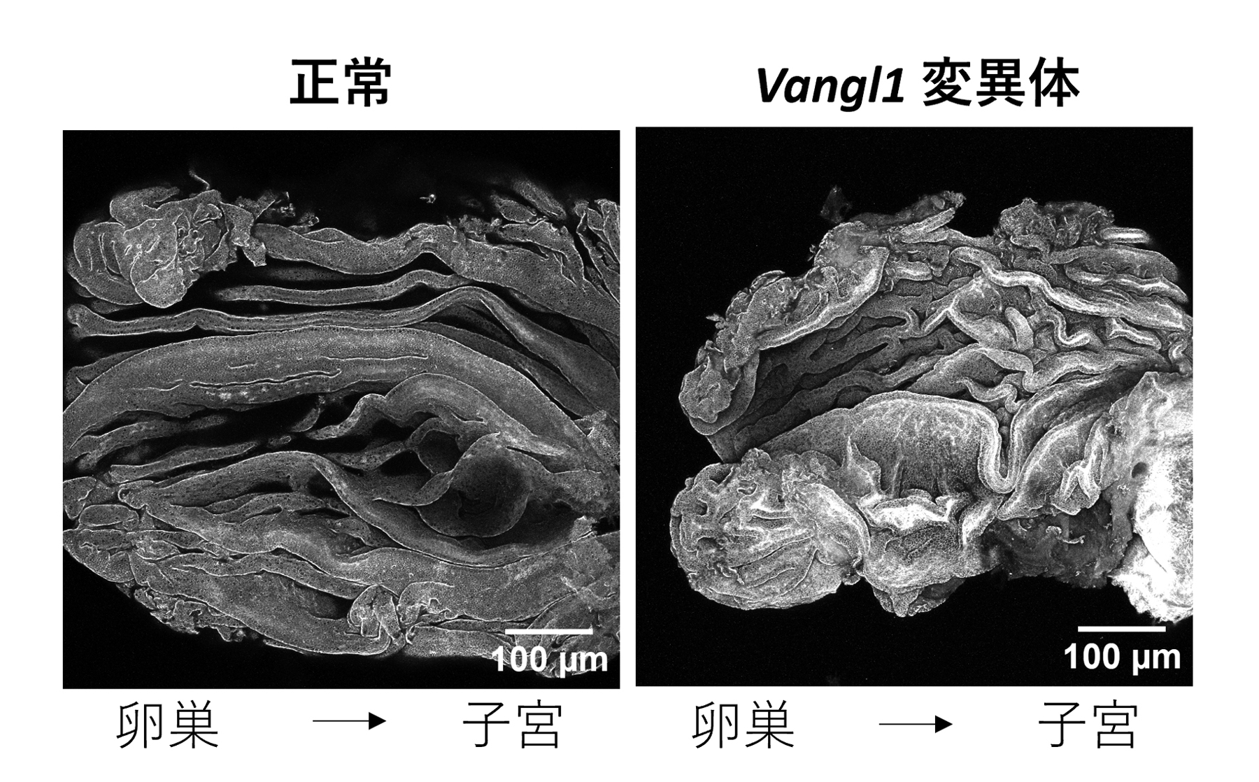 fig2.jpg