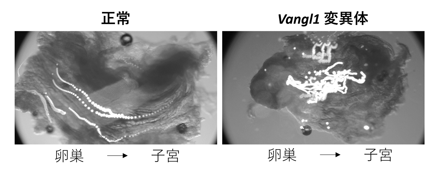 fig3.jpg