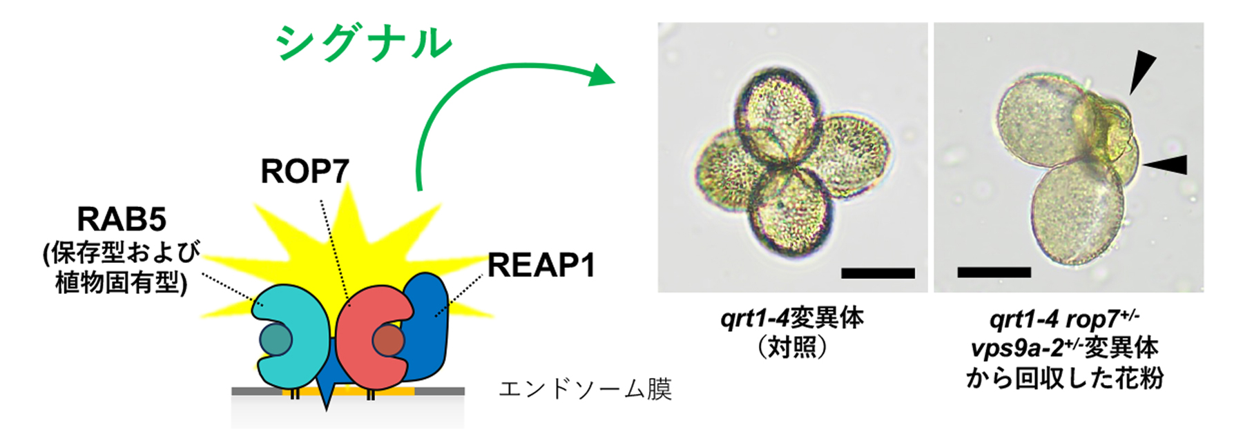 fig4.jpg