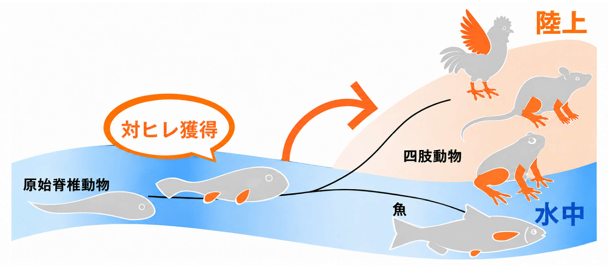 fig2.jpg