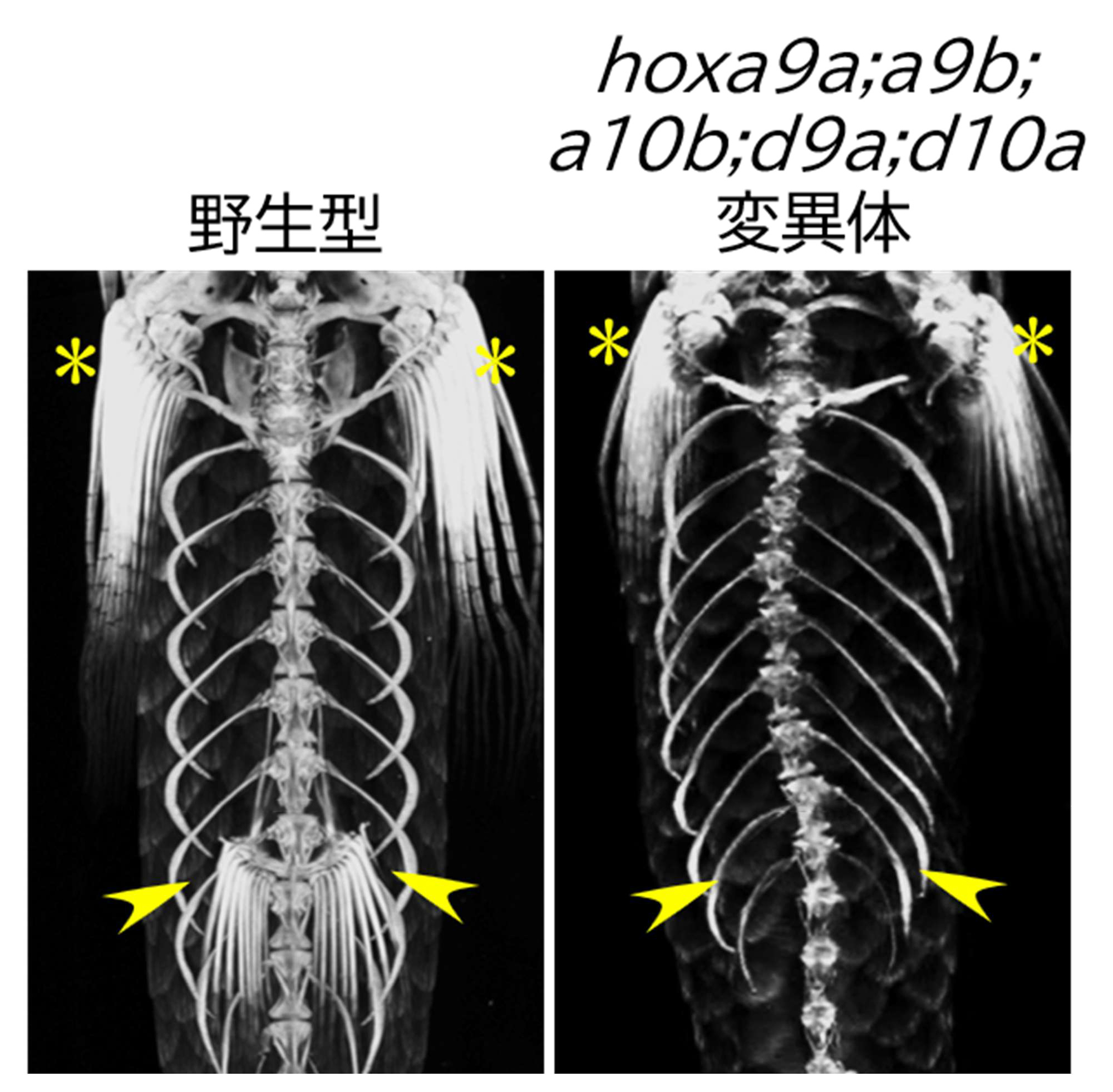 fig3.jpg