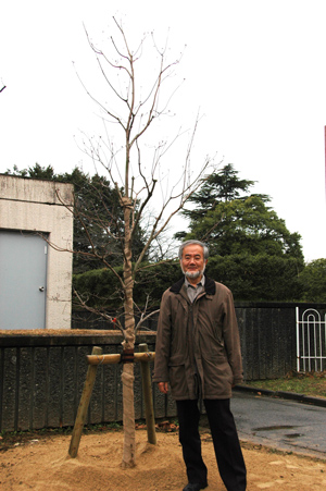 2009_ohsumi_tree.jpg