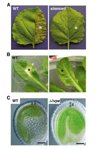 nishimura_fig3.jpg