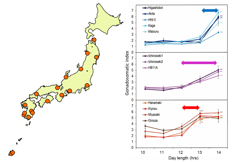 2020_shinomiya_fig1.jpg