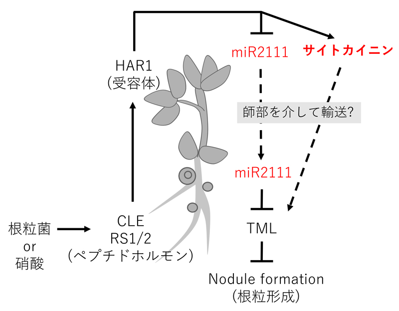 2021_kawaguchi_fig2.jpg