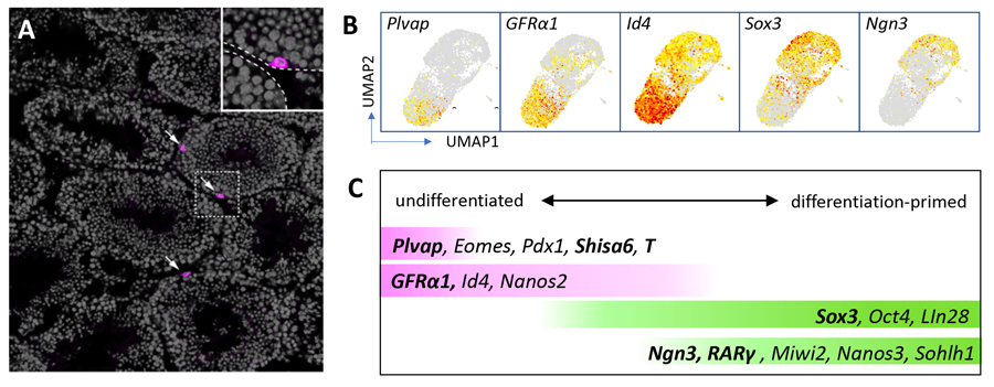 Temperature sensitivity of DNA double-strand break repair underpins  heat-induced meiotic failure in mouse spermatogenesis