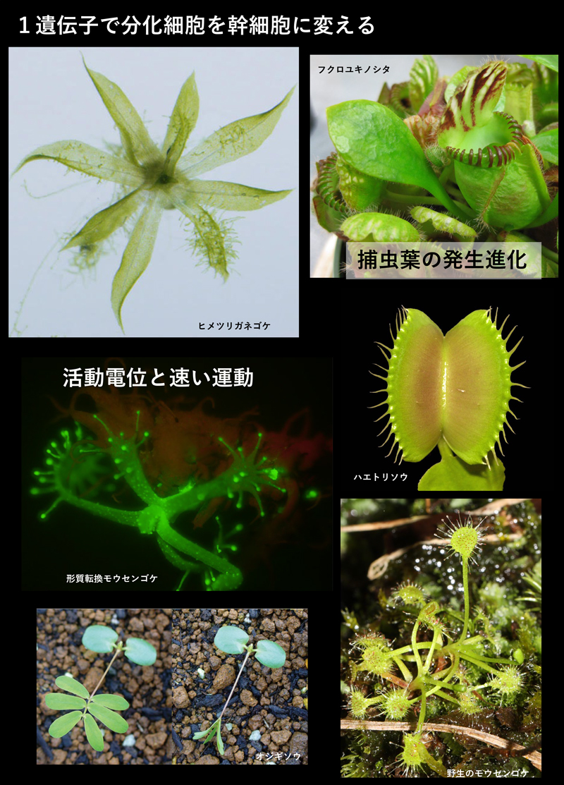 基礎生物学研究所 研究部門・施設詳細