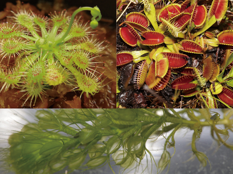 Whole genome duplication drove the evolution of carnivorous plants