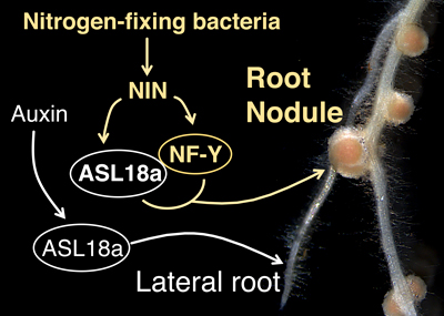 Recrutement of a lateral root developmental pathway into root nodule formation of legumes