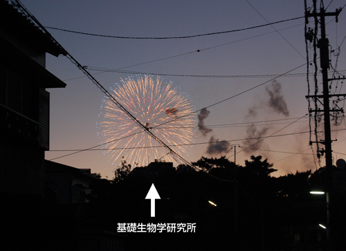 hanabi2012.jpg