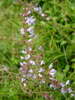 アキノタムラソウ　(<i>Salvia japonica</i> Thunb.)