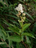 ヒダカノリウツギ（<i>Hydrangea paniculata</i> Sieb. et Zucc. f. <i>debris</i> (Nalaiex Hara) Sugimoto）