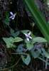 ヒメアギスミレ(<i>Viola verecunda</i> A. Gray var. <i>subaequiloba</i> (Franch. et Savat.) F. Maek.）