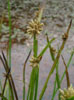 ホタルイ（<i>Scirpus juncoides</i> Gmel.）