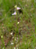ホザキノミミカキグサ（<i>Utricularia caerulea</i> L.）