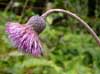 キセルアザミ（<i>Cirsium sieboldii</i> Miq.）