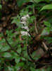 ミヤマウズラ（<i>Goodyera schlechtendaliana</i> Reichb. fil.）