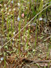ムラサキミミカキグサ（<i>Utricularia uliginosa</i> Vahl）