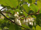 ネジキ（<i>Lyonia ovalifolia var. elliptica</i> (Wall.) Drude var. <i>elliptica</i> (Sieb. et Zucc.) Hand.-Mazz.） 