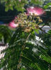 ネムノキ(<i>Albizia julibrissin</i> Durazz.）