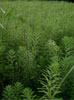 オオフサモ（<i>Myriophyllum aquaticum</i> (Vell.) Verdc. )