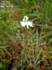 サギソウ（<i>Habenaria radiata</i> (Thunb.) Spreng）