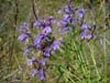 サワギキョウ （<i>Lobelia sessilifolia</i> Lamb.）