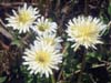 シロバナタンポポ（<i>Taraxacum albidum</i> Dahlst.）