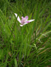 トキソウ（<i>Pogonia japonica Rchb</i>.f.）